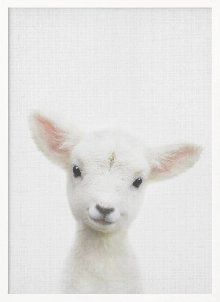 Peekaboo Baby Sheep - Image 5