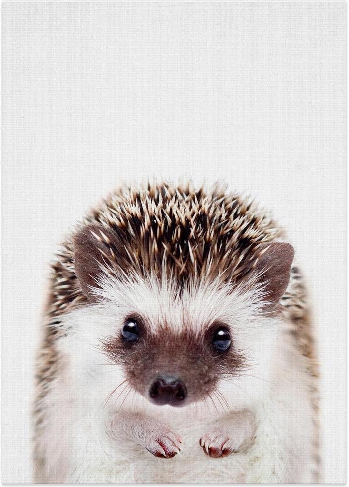 Peekaboo Hedgehog