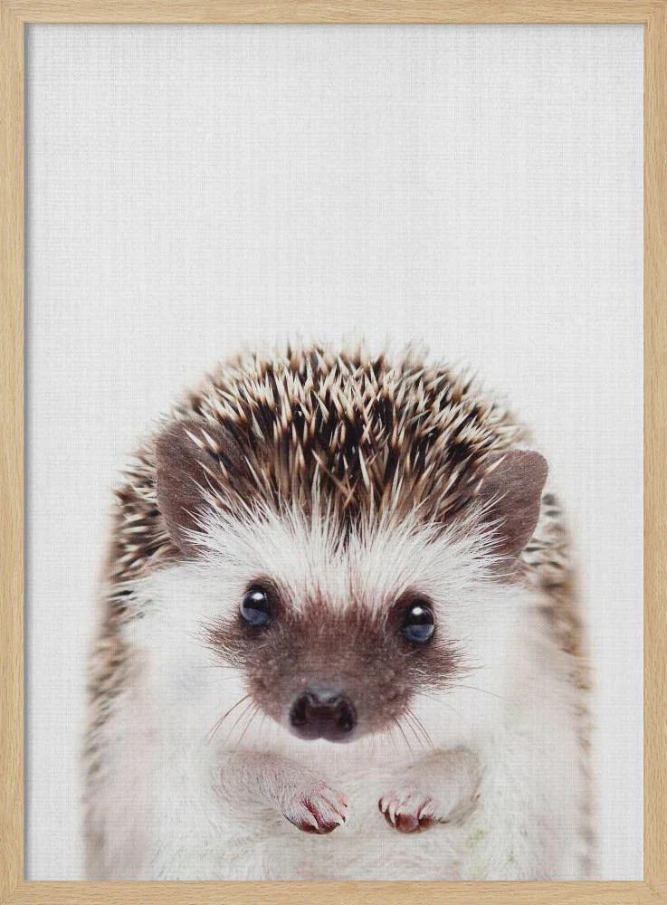 Peekaboo Hedgehog - Image 4