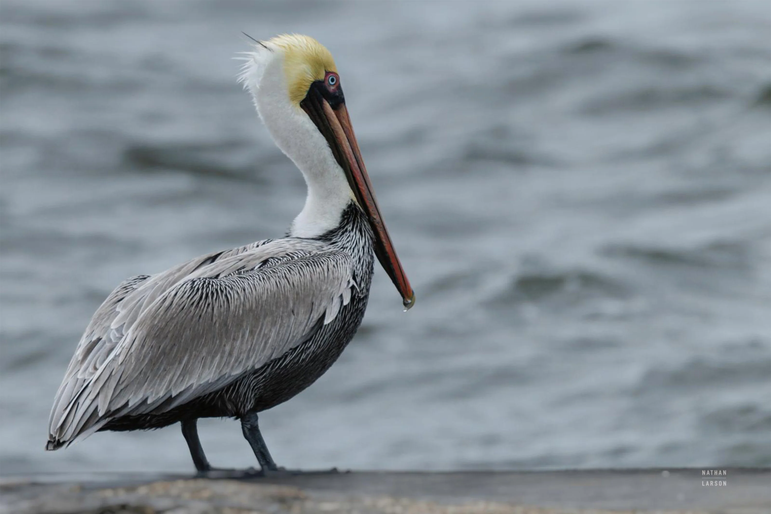 Brown Pelican