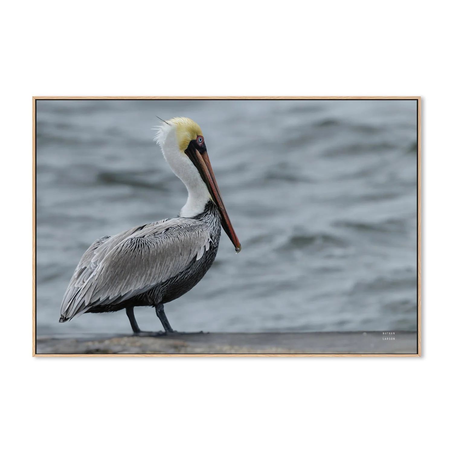 Brown Pelican - Image 4