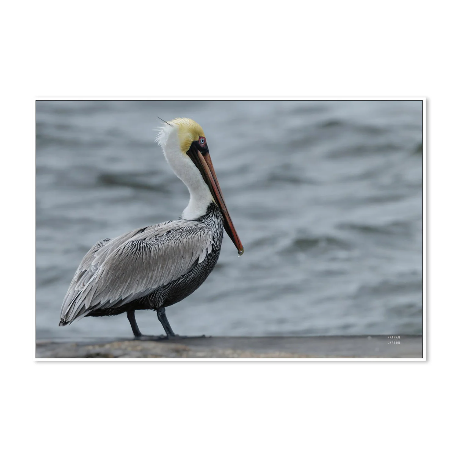 Brown Pelican - Image 5