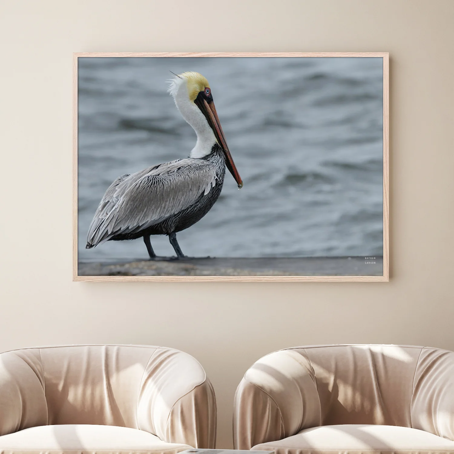 Brown Pelican - Image 7