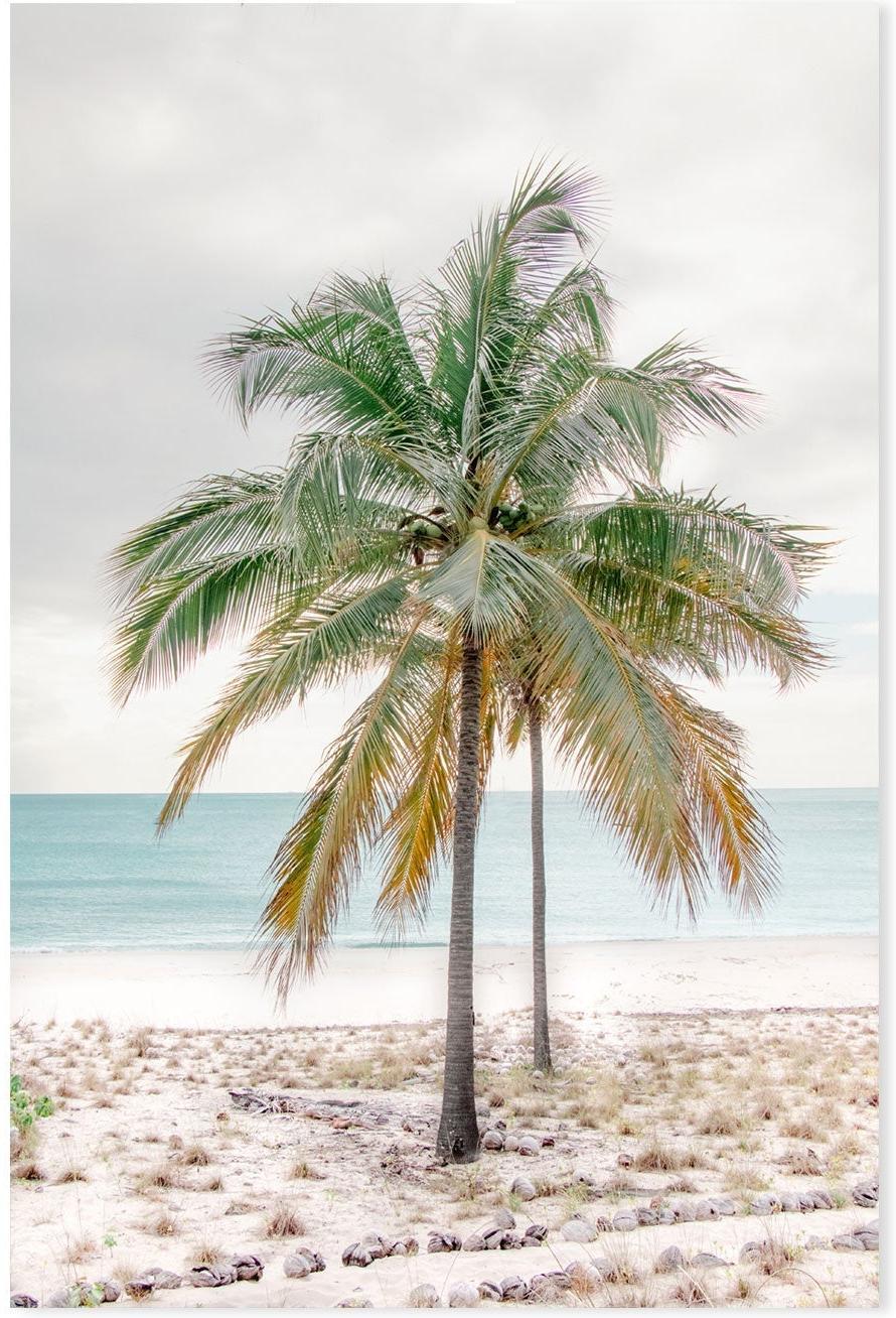 Percy Island Palm, Middle Percy Island, Queensland