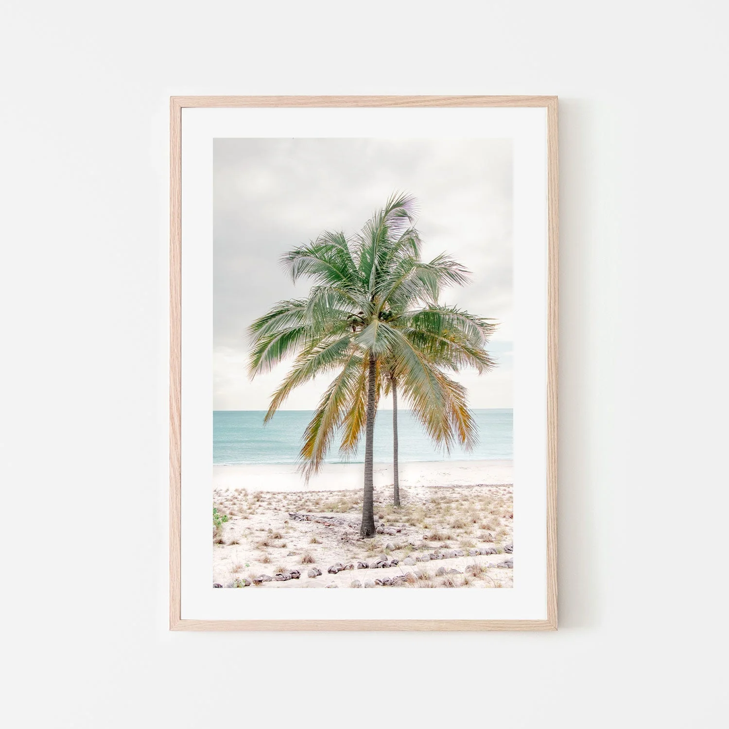 Percy Island Palm, Middle Percy Island, Queensland - Image 6