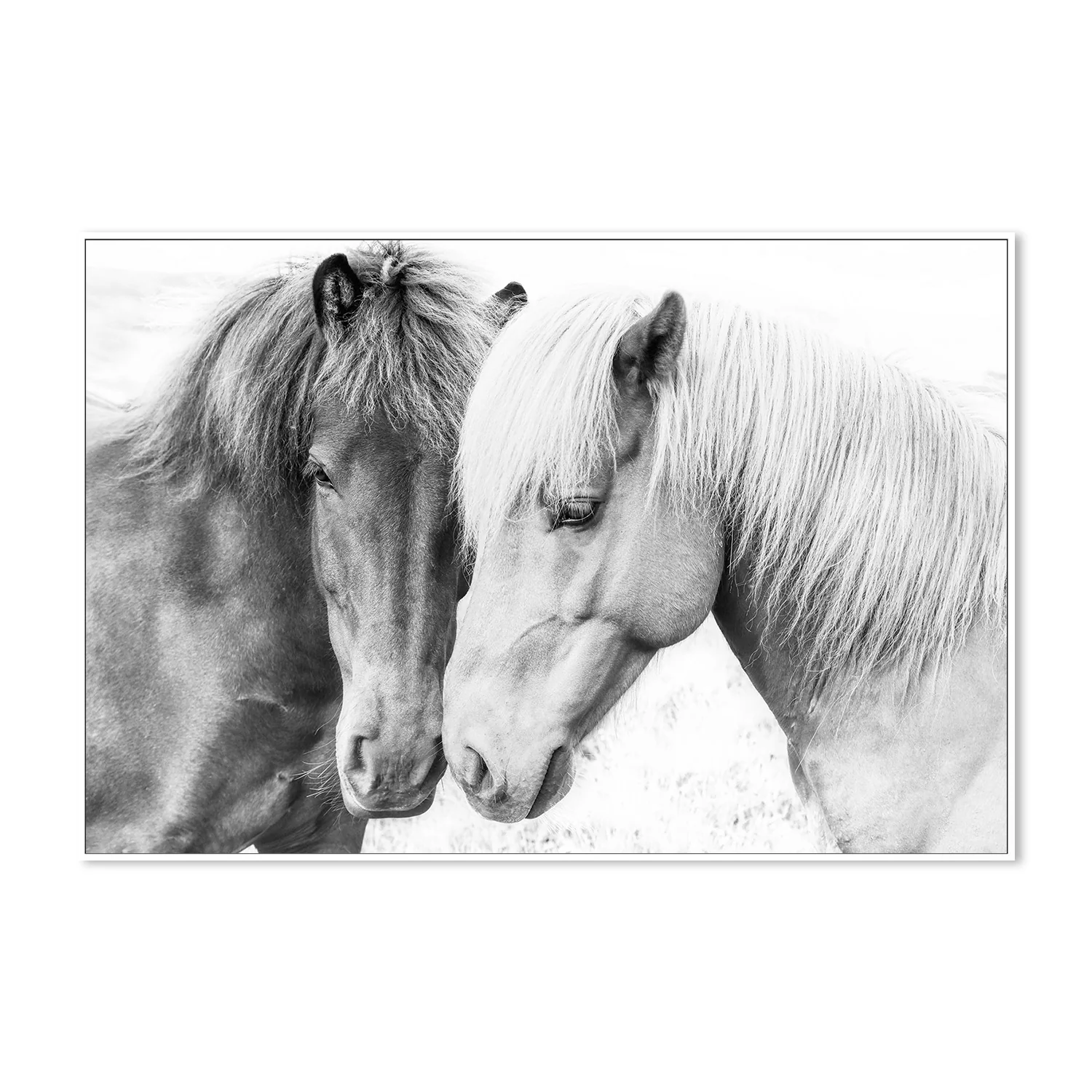 Pienaar, Horse Love - Image 5