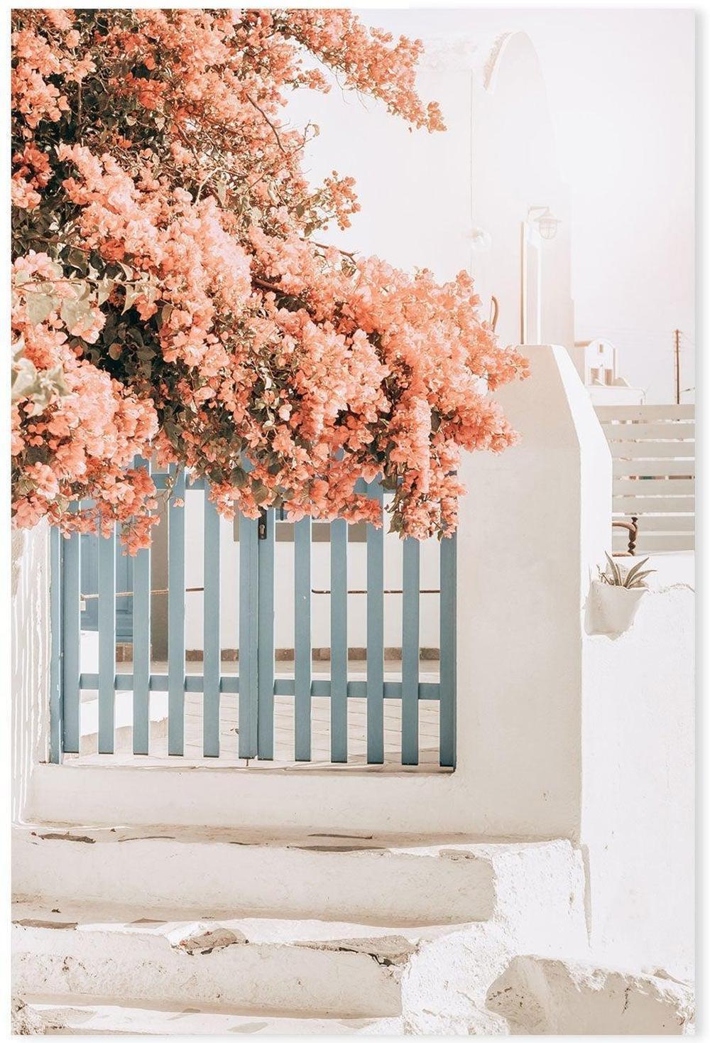 Pink Bougainvillea Flower and Blue Fence in Santorini