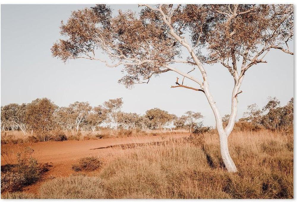 Red Center, Bush And Gum Tree In The Outback Australia