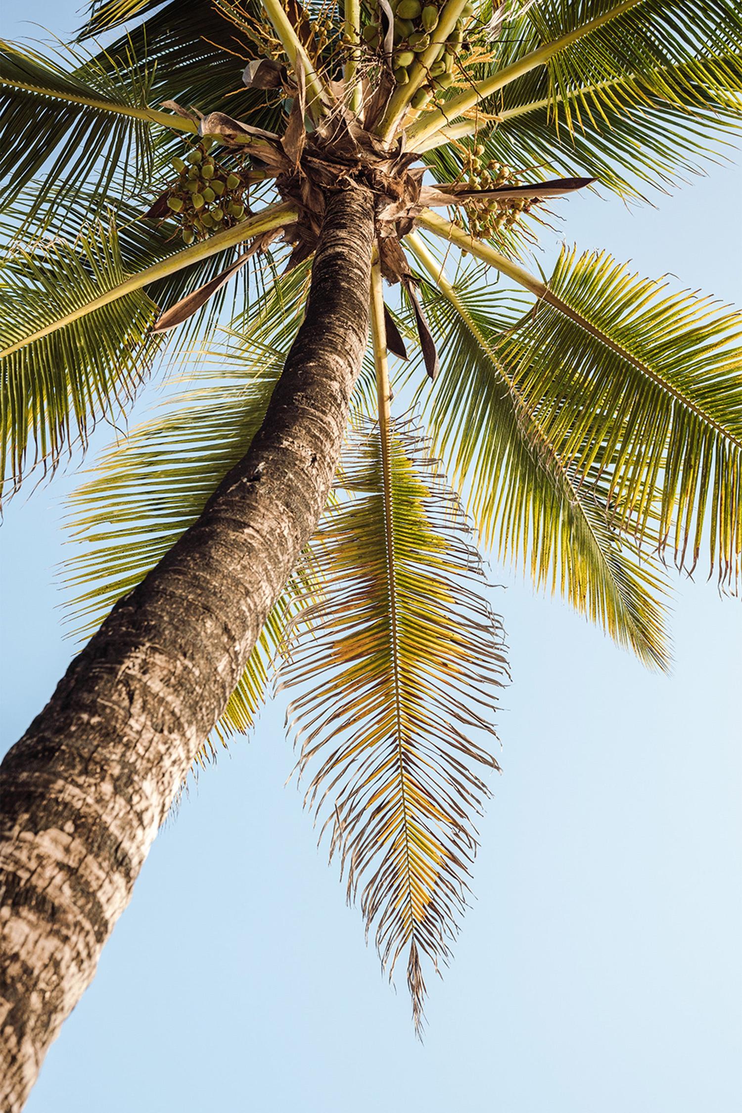 Single Palm Tree