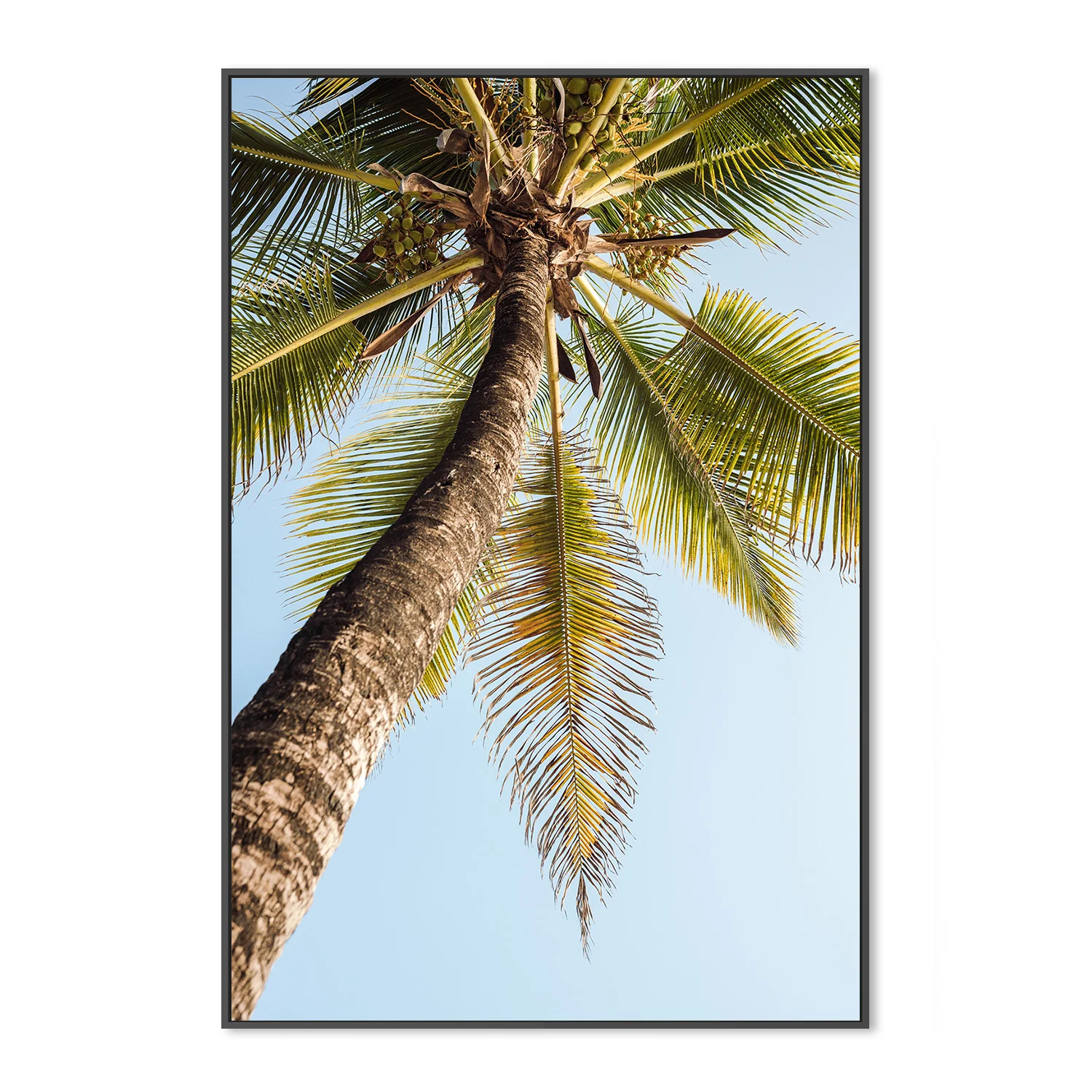 Single Palm Tree - Image 3