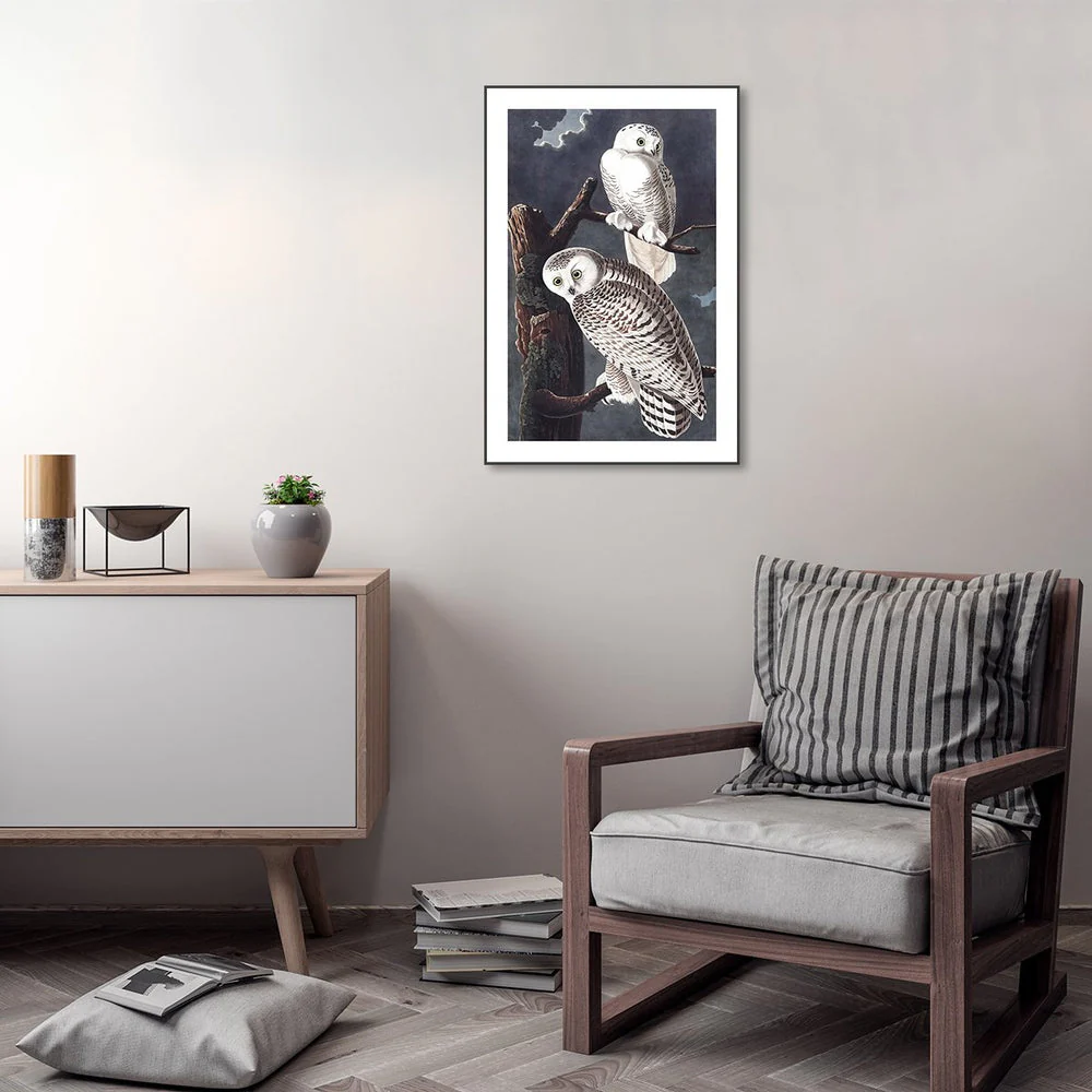 Snowy Owl, By John James Audubon - Image 3