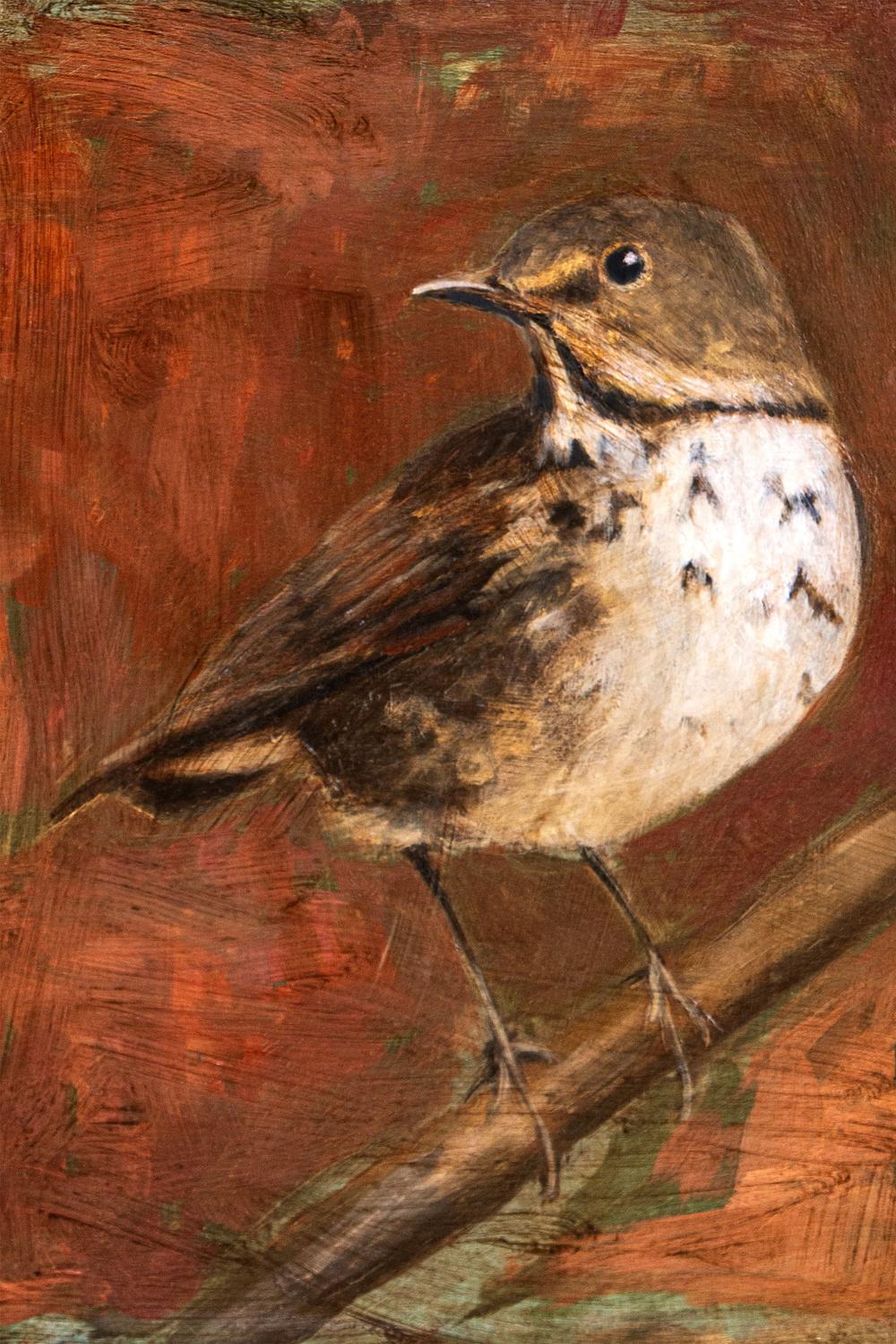 Speckled Thrush Perched