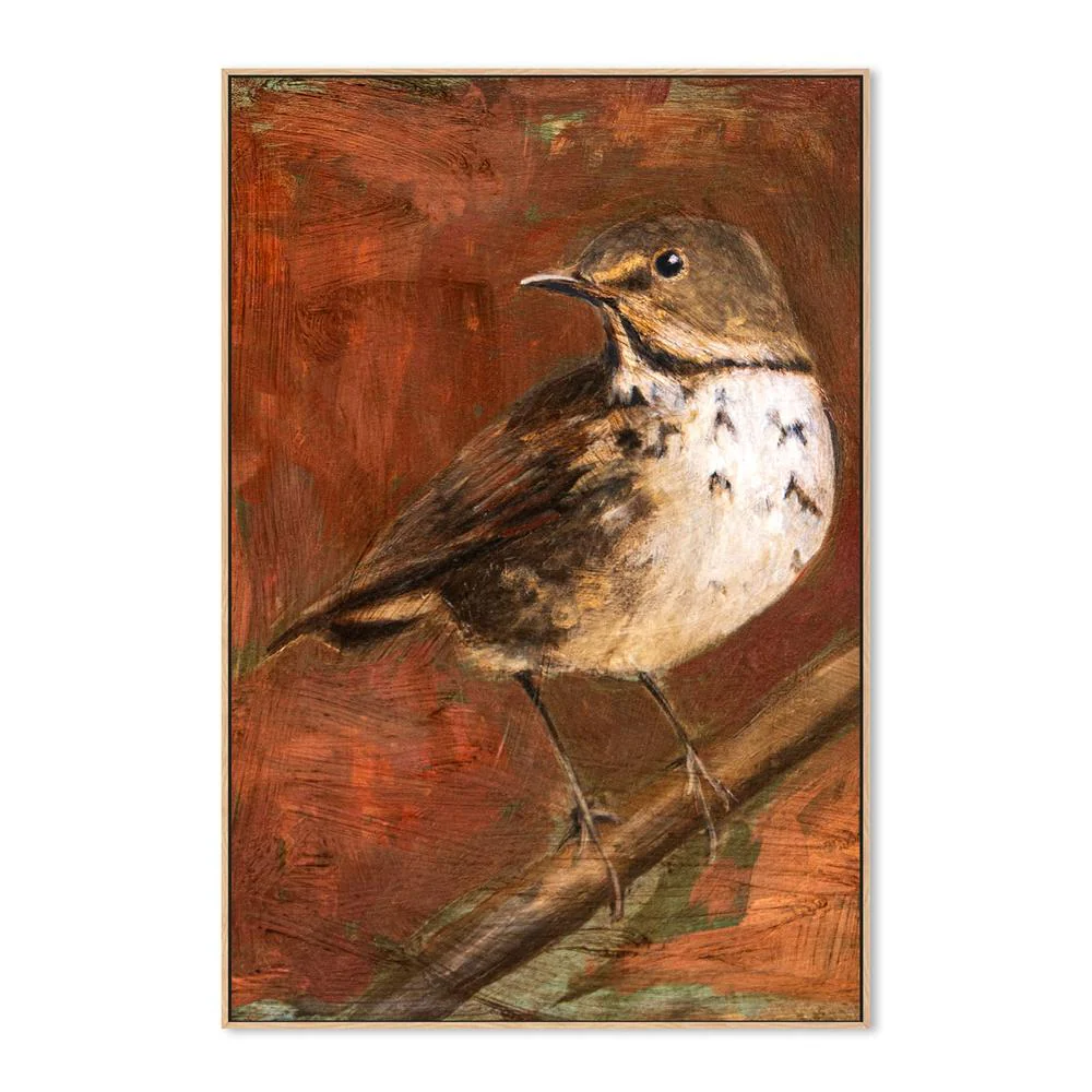Speckled Thrush Perched - Image 4