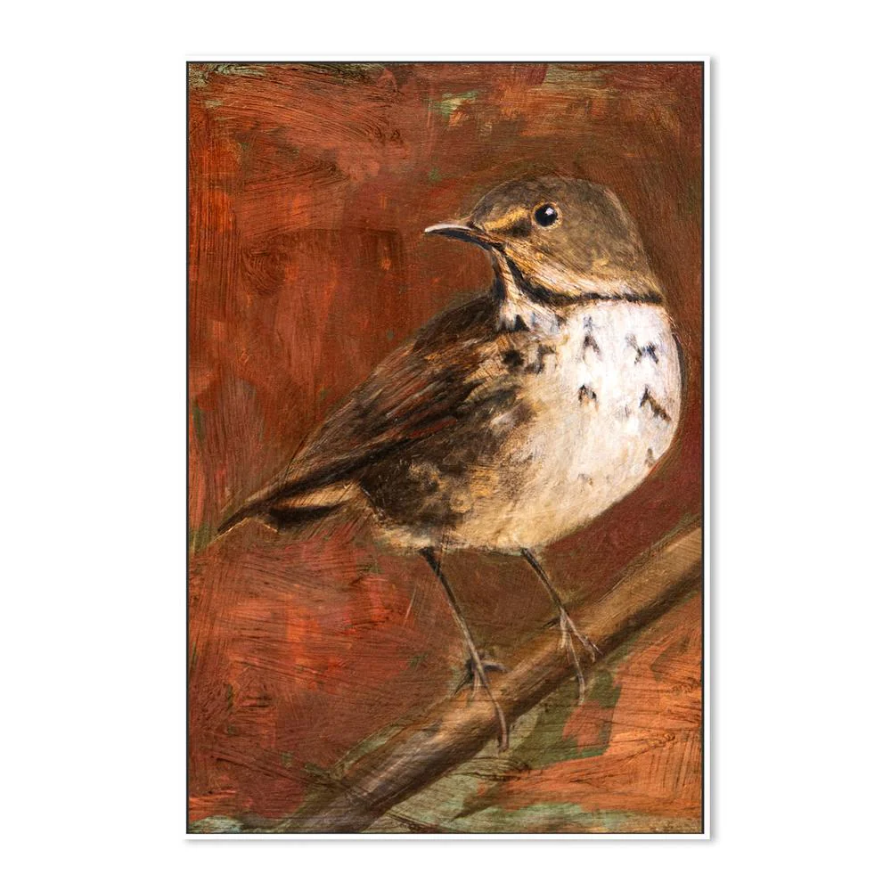 Speckled Thrush Perched - Image 5