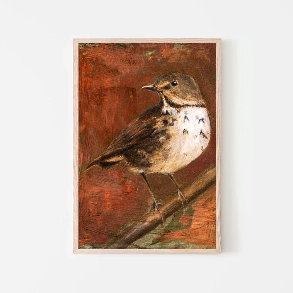 Speckled Thrush Perched - Image 6