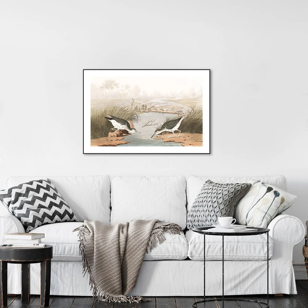 Spotted Sandpiper, By John James Audubon - Image 2