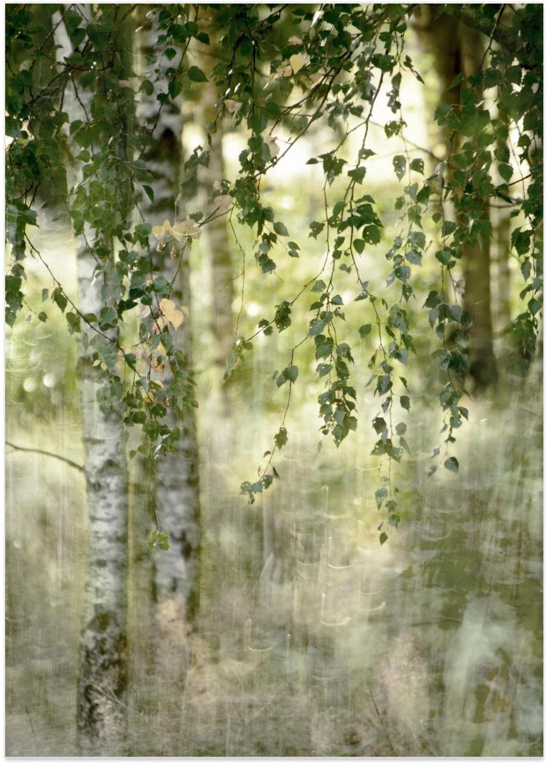 Spring birch