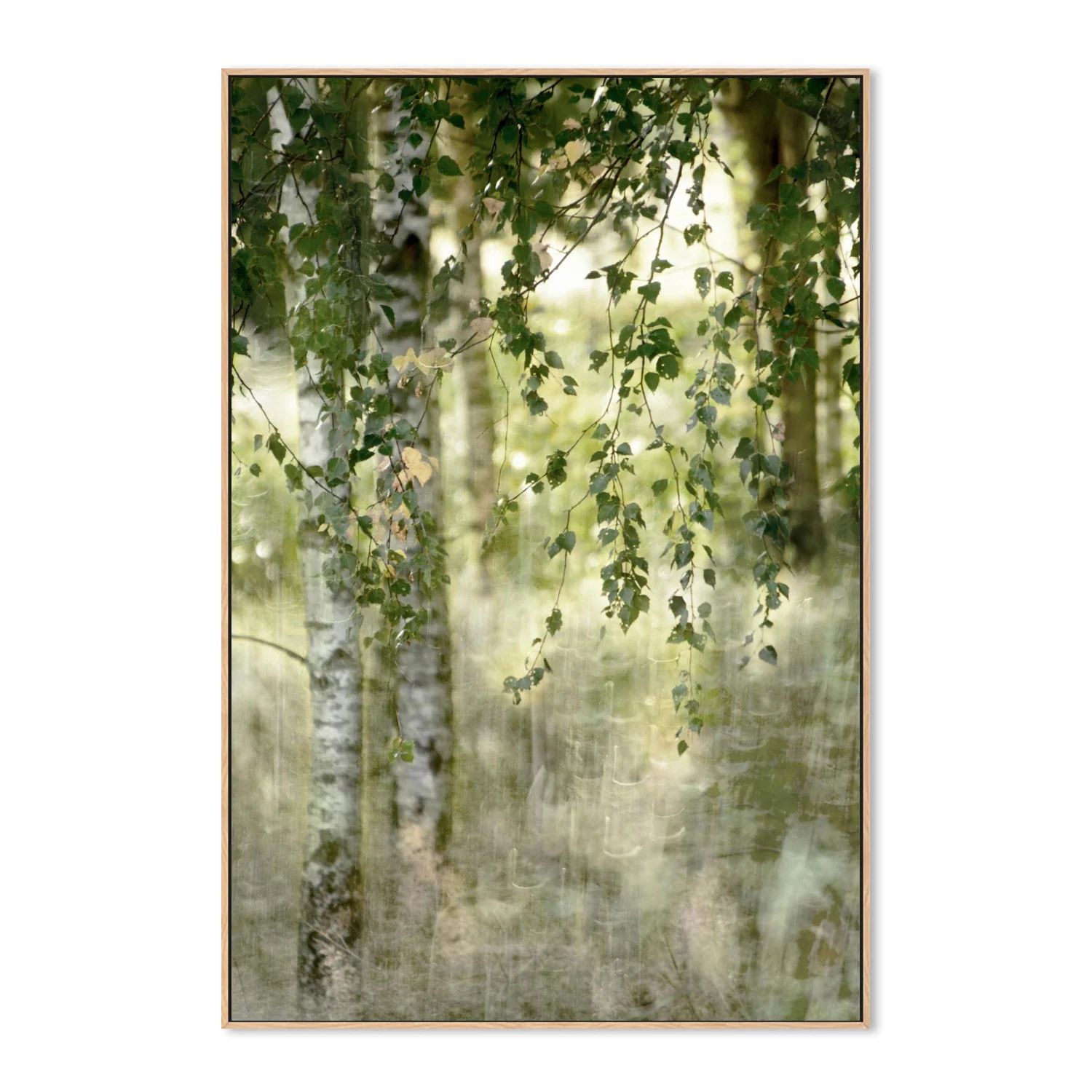 Spring birch - Image 4