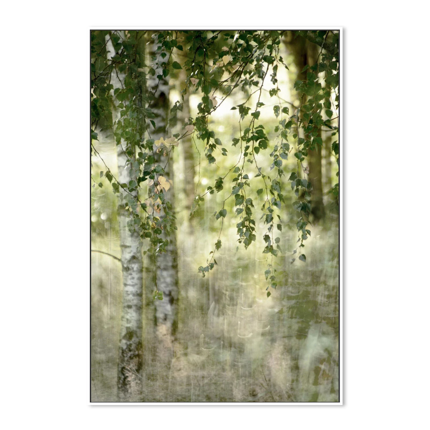 Spring birch - Image 5