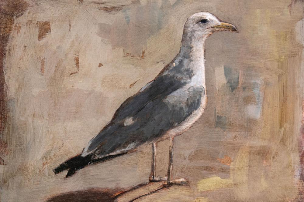 Standing Seagull Portrait