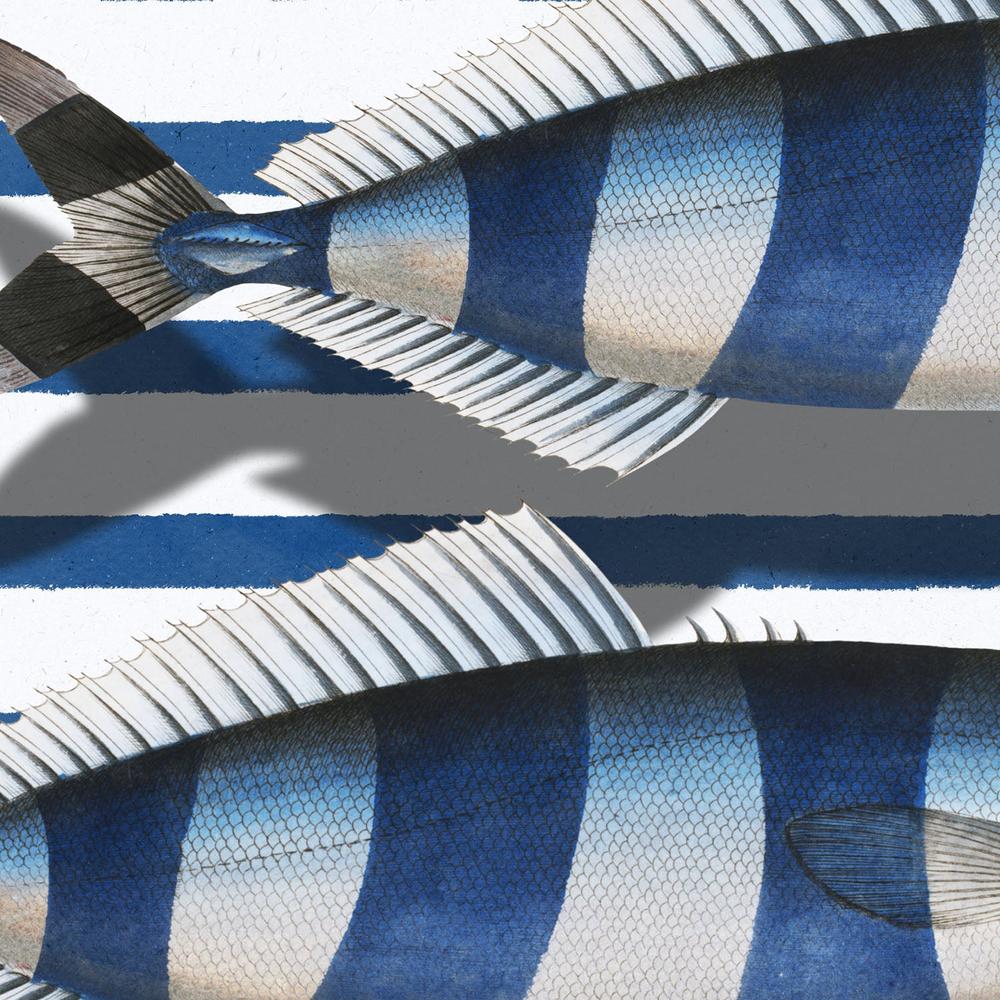 Striped Ocean Fish - Image 10