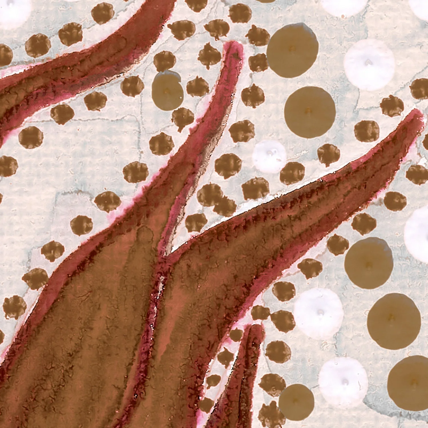 Sturts Desert Peas, Muted Tone - Image 9