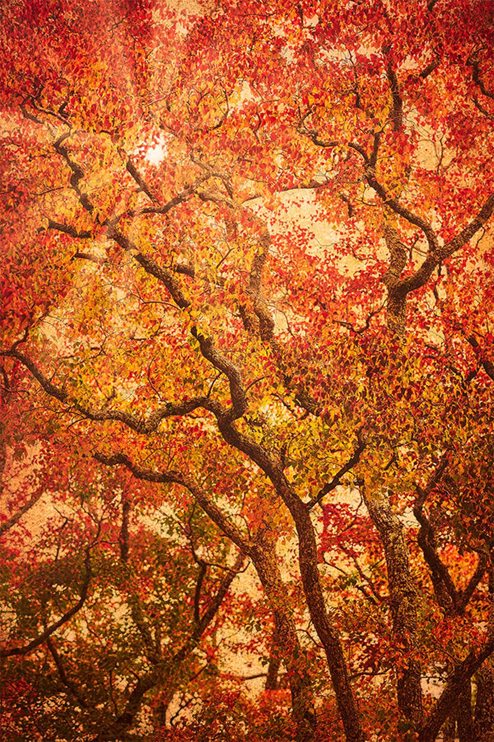 Sunbeams Through Japanese Maple Trees in Autumn , Komorebi