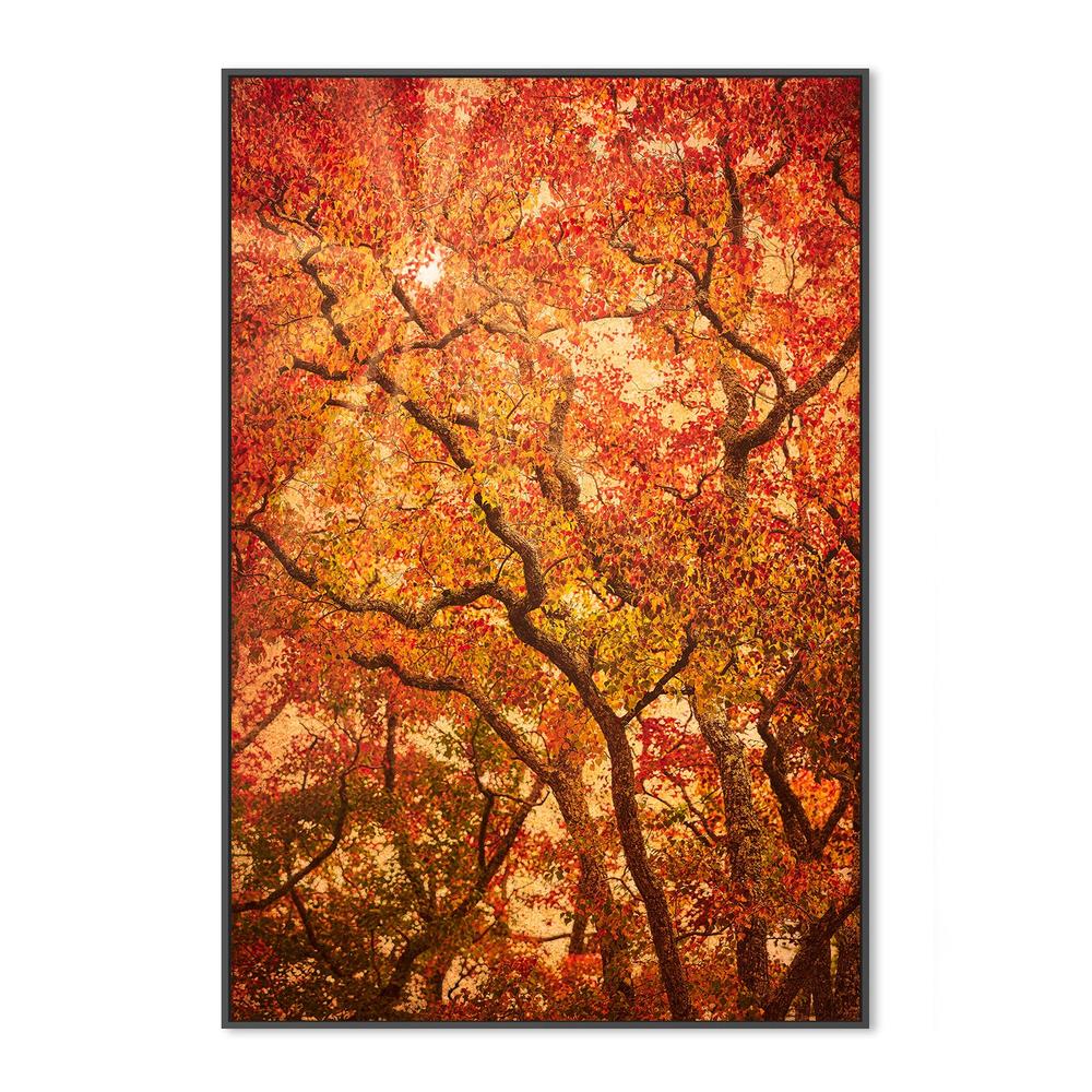 Sunbeams Through Japanese Maple Trees in Autumn , Komorebi - Image 4
