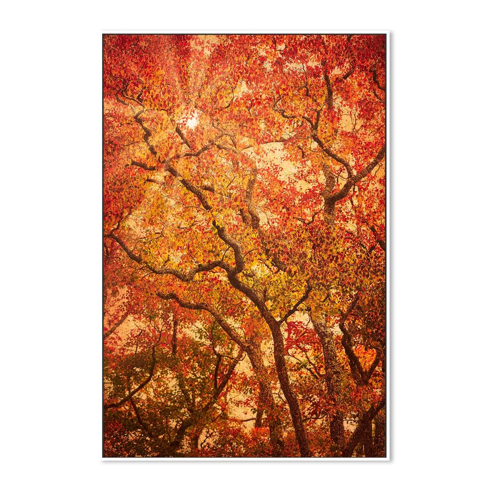 Sunbeams Through Japanese Maple Trees in Autumn , Komorebi - Image 6