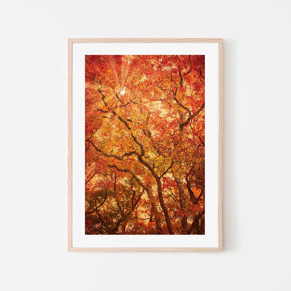 Sunbeams Through Japanese Maple Trees in Autumn , Komorebi - Image 7