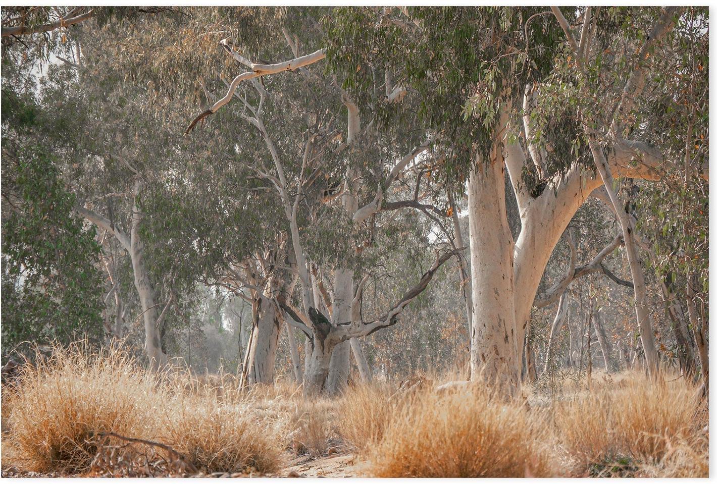 Sunkissed Gumtrees