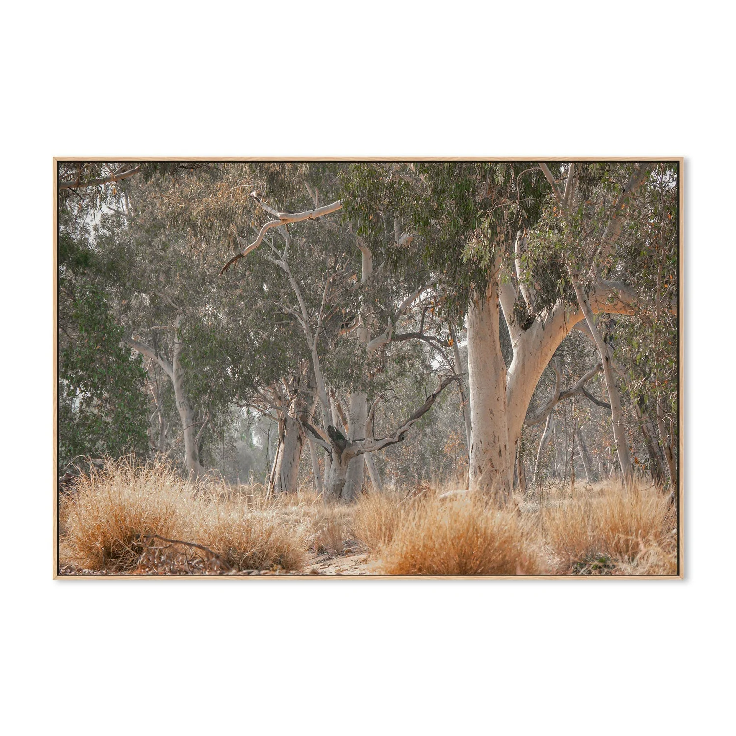 Sunkissed Gumtrees - Image 4