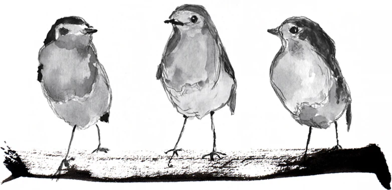 Three Robins On A Branch