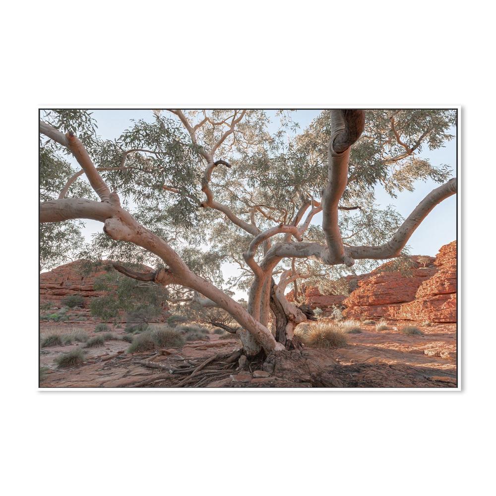 Twisting Gum Tree - Image 5