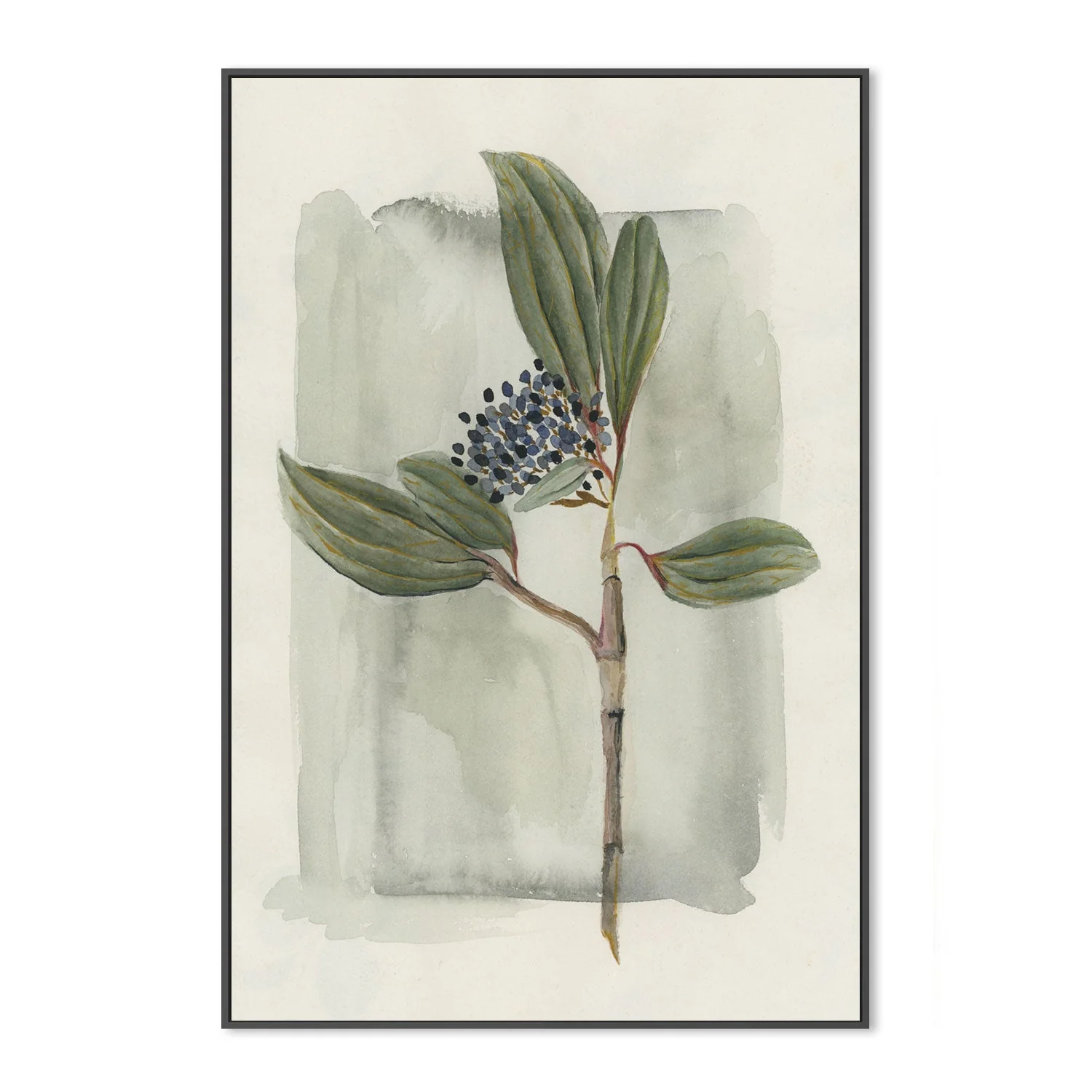 Viburnum Davidii - Image 3