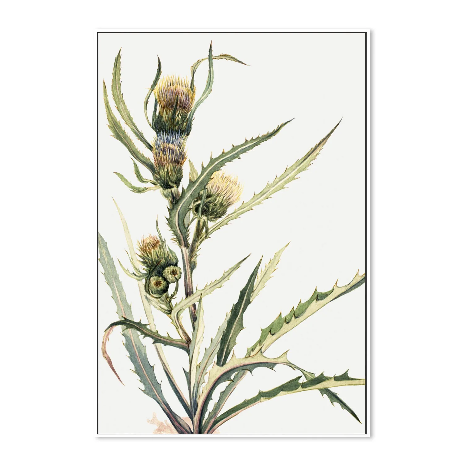 White Thistle - Image 5