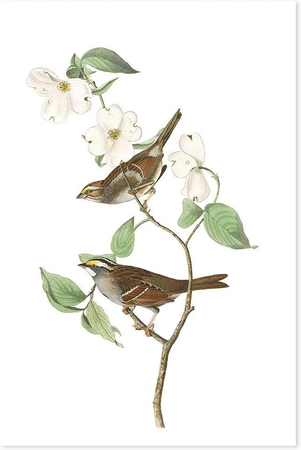 White Throated Sparrow, By John James Audubon