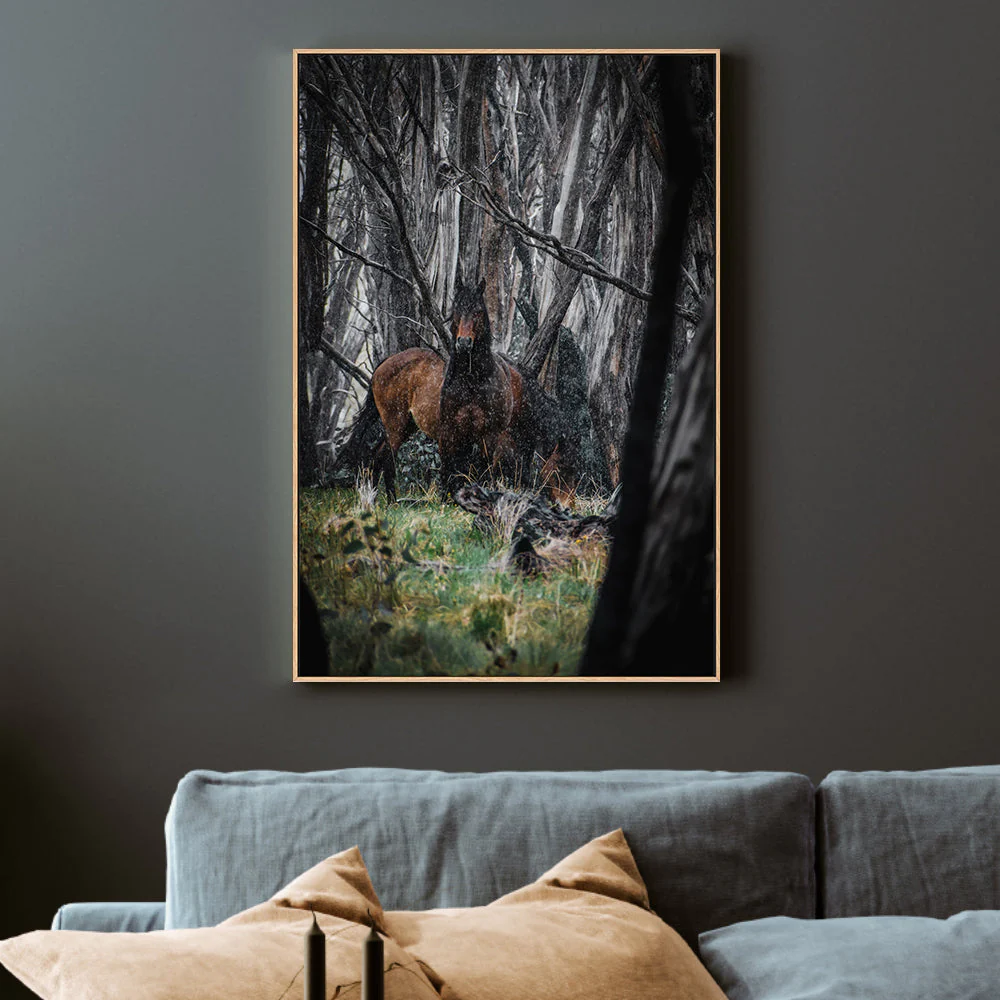 Wild Brumbies, Snowy Mountains - Image 2
