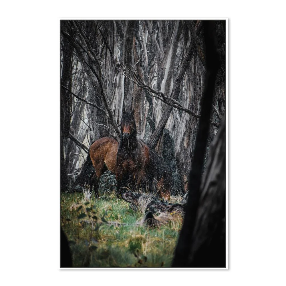 Wild Brumbies, Snowy Mountains - Image 5