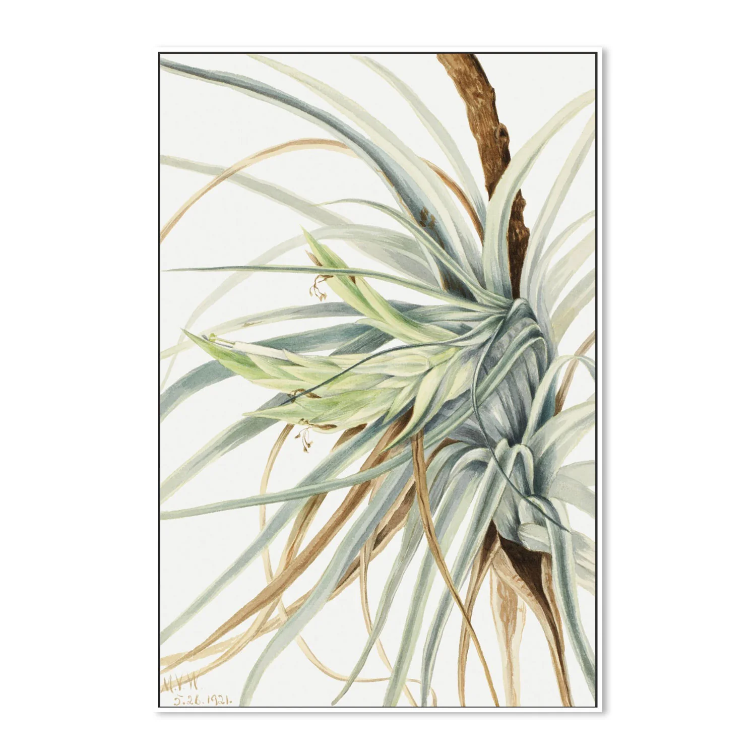 Wild Pineapple (1921) - Image 5
