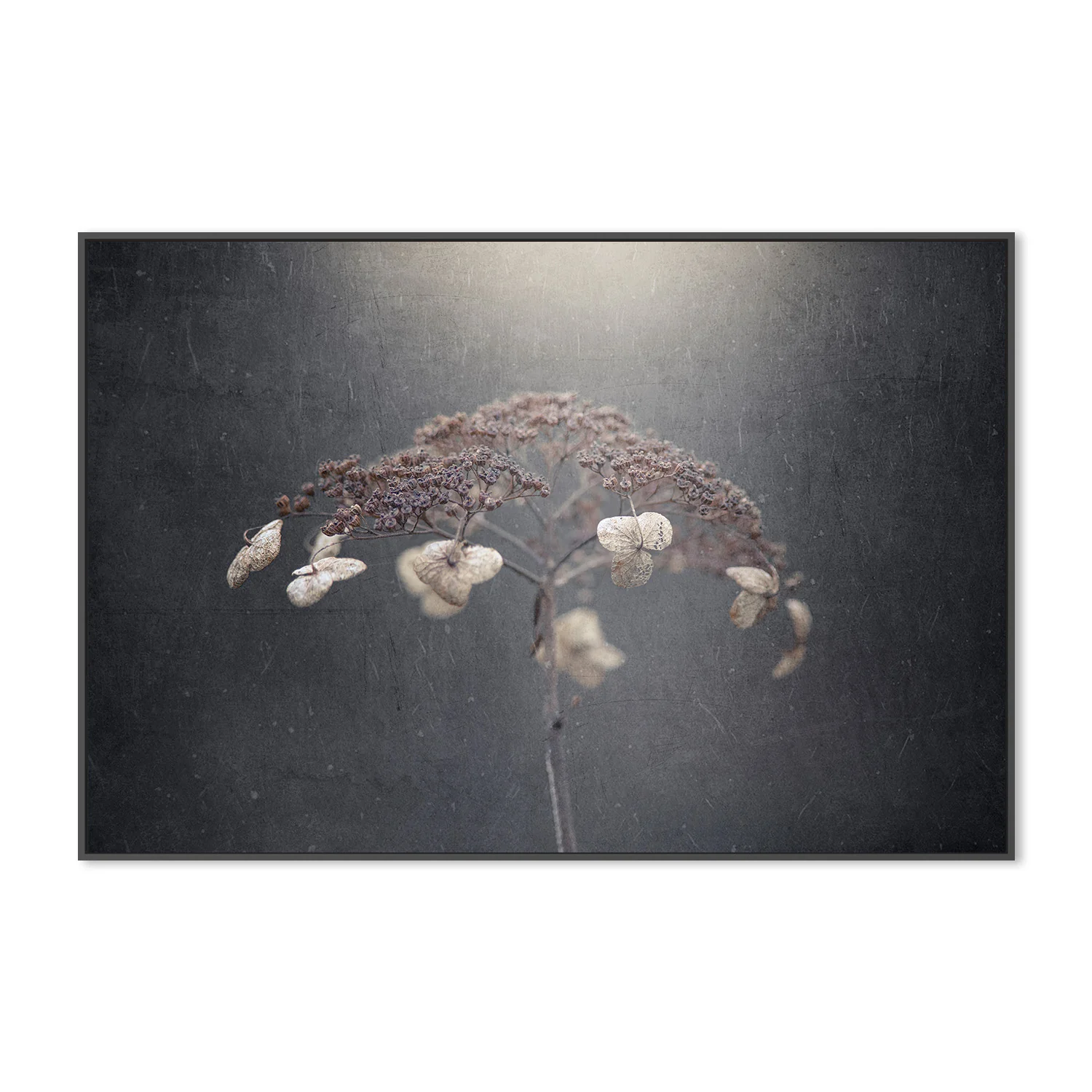 Withe Hydrangea - Image 3