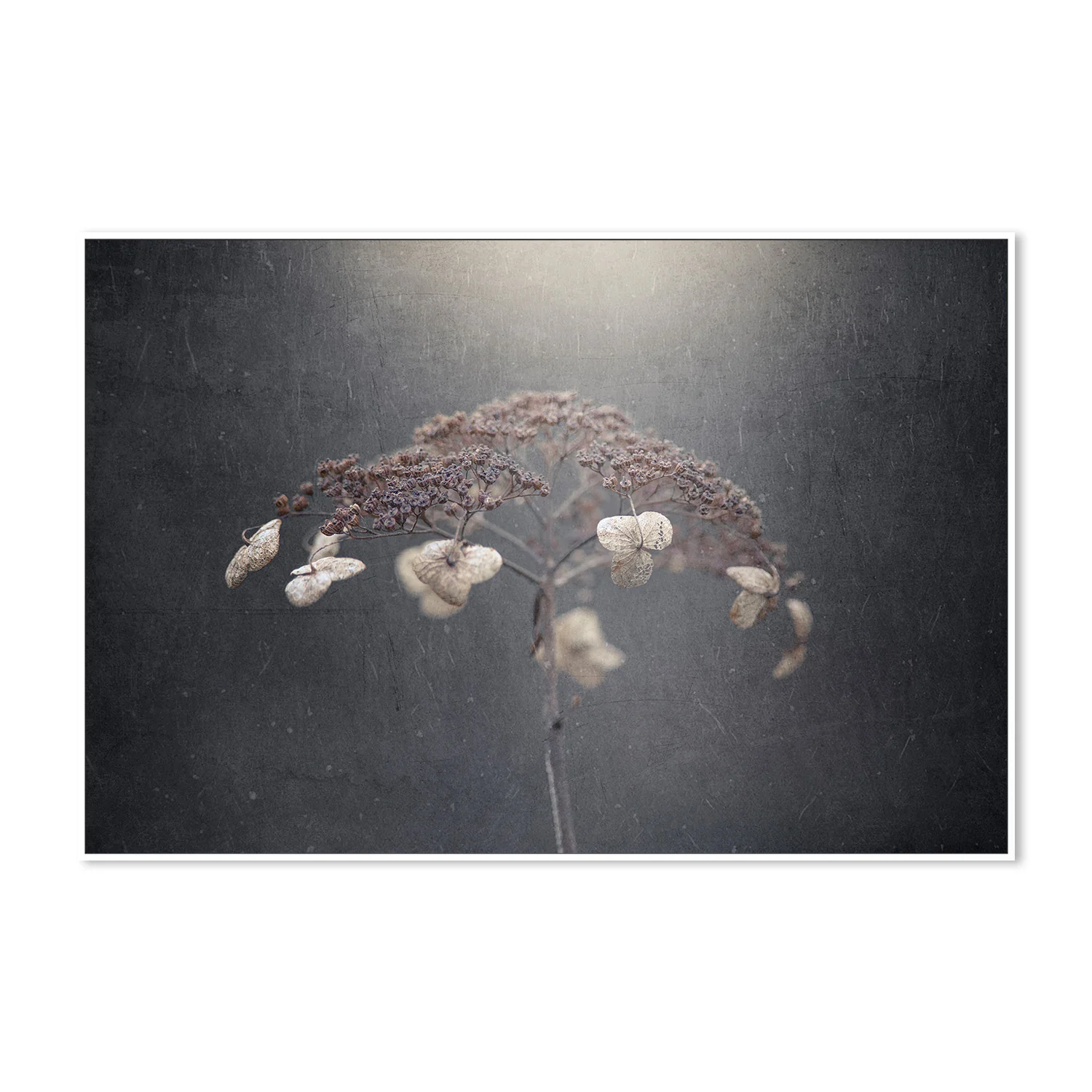 Withe Hydrangea - Image 5