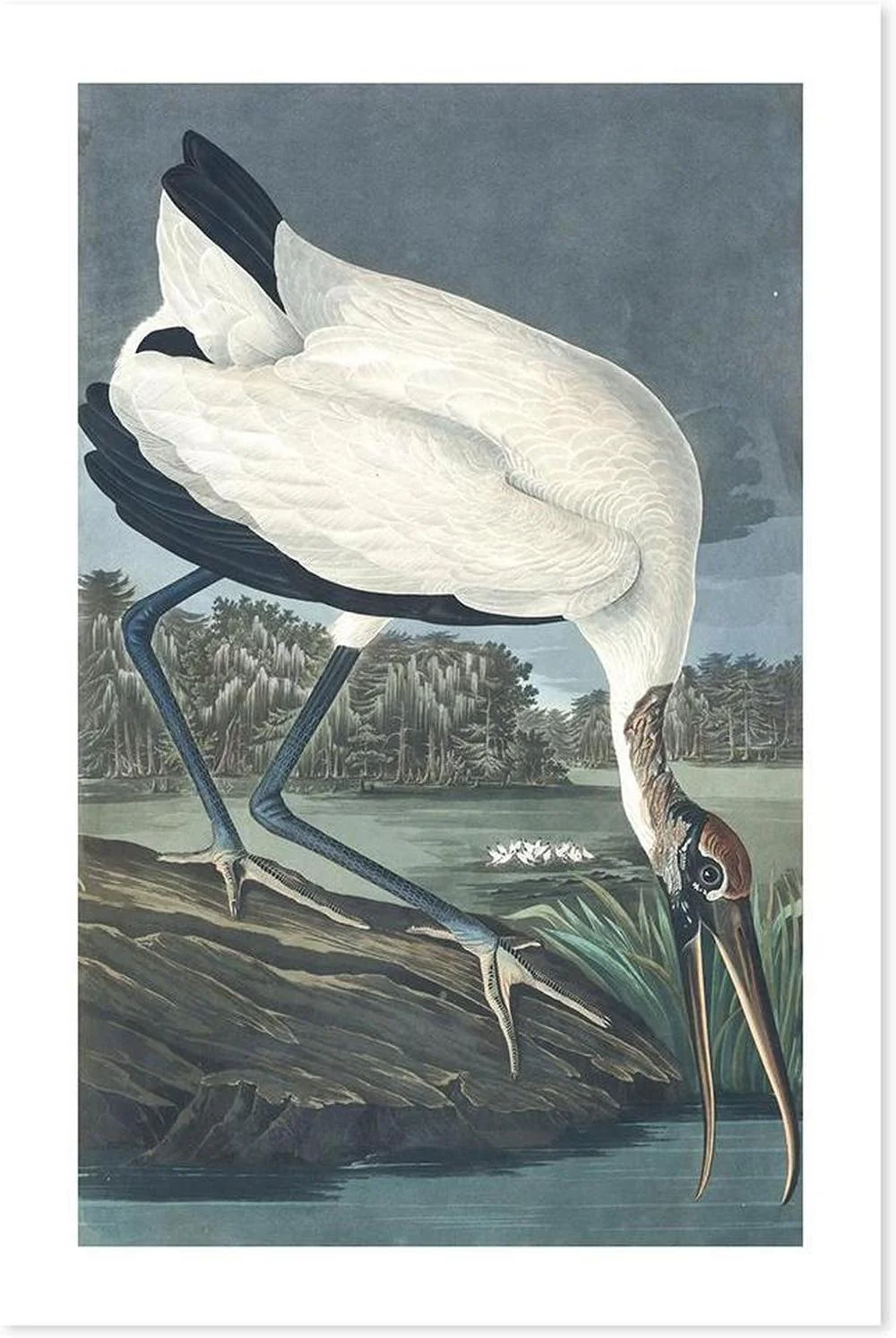 Wood Ibis, By John James Audubon